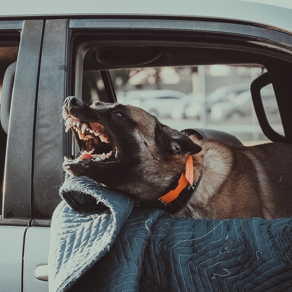 Meet your Posher, Brandy - Picture 4 of 4